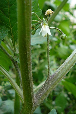 Solanum nigrum \ Schwarzer Nachtschatten / Black Nightshade, D Mannheim 18.9.2008