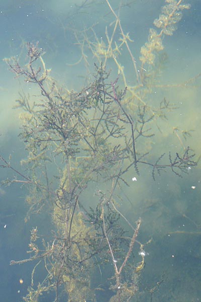 Najas marina \ Groes Nixenkraut / Spiny Najad, D Römerberg 5.9.2009