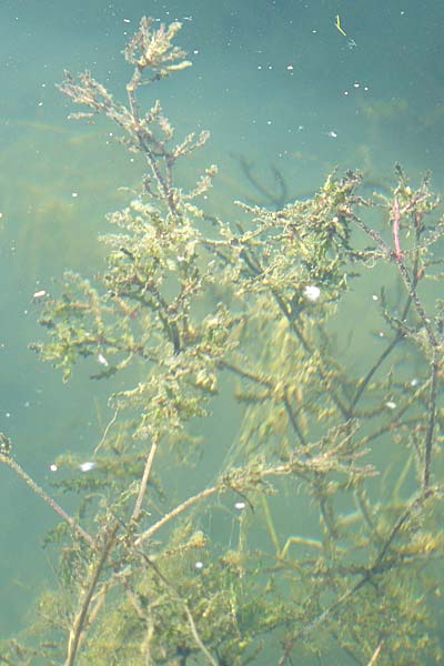 Najas marina \ Groes Nixenkraut / Spiny Najad, D Römerberg 5.9.2009