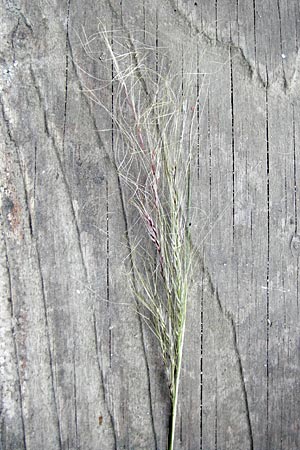 Nassella tenuissima \ Mexikanisches Federgras, Engelhaar / Mexican Feather Grass, D Mannheim 5.6.2014