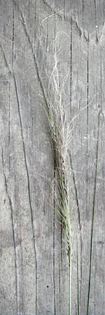 Nassella tenuissima \ Mexikanisches Federgras, Engelhaar / Mexican Feather Grass, D Mannheim 5.6.2014