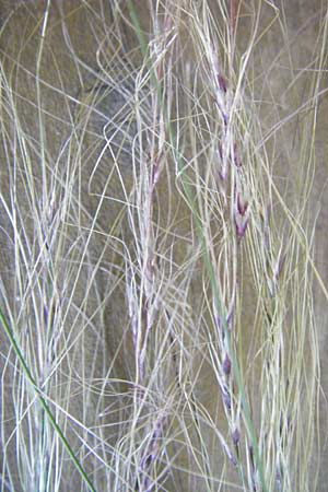 Nassella tenuissima \ Mexikanisches Federgras, Engelhaar / Mexican Feather Grass, D Mannheim 5.6.2014