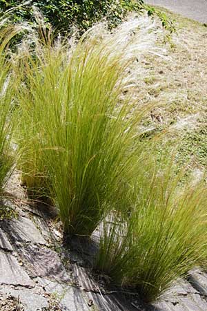 Nassella tenuissima \ Mexikanisches Federgras, Engelhaar / Mexican Feather Grass, D Mannheim 8.6.2014