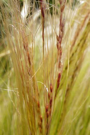 Nassella tenuissima \ Mexikanisches Federgras, Engelhaar / Mexican Feather Grass, D Mannheim 8.6.2014