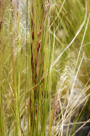 Nassella tenuissima \ Mexikanisches Federgras, Engelhaar / Mexican Feather Grass, D Mannheim 8.6.2014