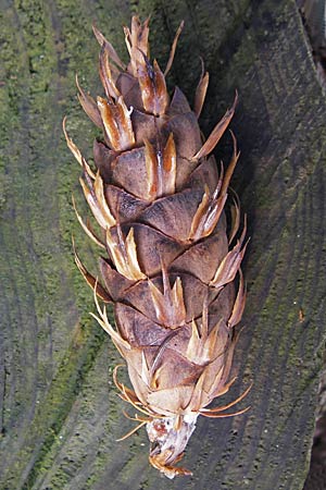 Pseudotsuga menziesii \ Grne Douglasie / Douglas Fir, D Odenwald 7.2.2010