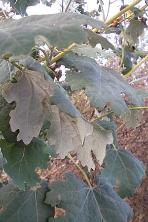 Macleaya cordata \ Weier Federmohn / Plume Poppy, D Neuendettelsau 9.10.2009