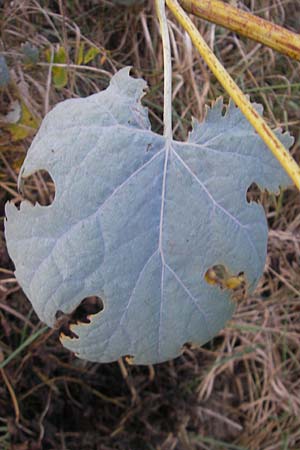 Macleaya cordata \ Weier Federmohn / Plume Poppy, D Neuendettelsau 9.10.2009