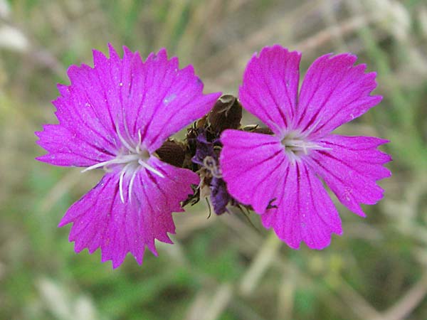 Dianthus carthusianorum subsp. carthusianorum \ Kartuser-Nelke / Carthusian Pink, D Bensheim 13.6.2006