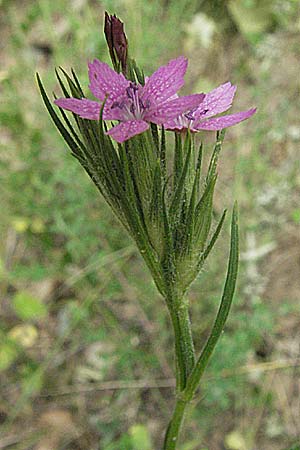 Dianthus armeria \ Bschel-Nelke / Deptford Pink, D Odenwald, Waldmichelbach 25.6.2006
