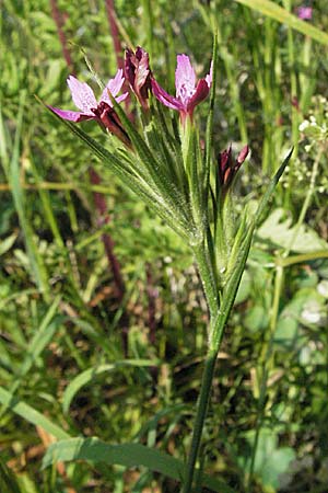 Dianthus armeria \ Bschel-Nelke / Deptford Pink, D Pforzheim 29.6.2006