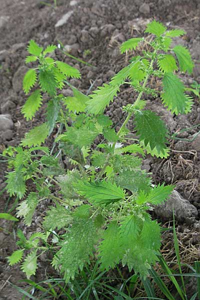 Urtica urens \ Kleine Brenn-Nessel / Small Nettle, D Mannheim 17.9.2006