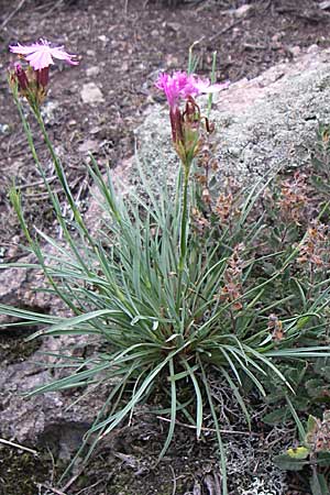 Dianthus carthusianorum subsp. carthusianorum \ Kartuser-Nelke / Carthusian Pink, D Rheinhessen, Wonsheim 2.9.2008