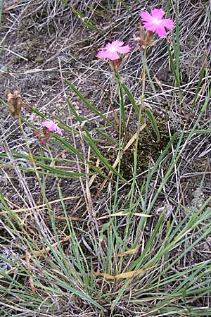 Dianthus carthusianorum subsp. carthusianorum \ Kartuser-Nelke / Carthusian Pink, D Rheinhessen, Wonsheim 2.9.2008