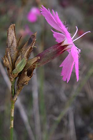 Dianthus carthusianorum subsp. carthusianorum \ Kartuser-Nelke / Carthusian Pink, D Rheinhessen, Wonsheim 2.9.2008