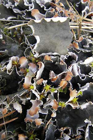 Peltigera didactyla \ Zweifinger-Schild-Flechte / Two Finger Lichen, D Seeheim an der Bergstra&szlig;e 21.10.2009