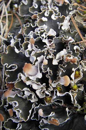 Peltigera didactyla \ Zweifinger-Schild-Flechte / Two Finger Lichen, D Seeheim an der Bergstra&szlig;e 21.10.2009