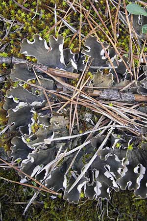 Peltigera didactyla \ Zweifinger-Schild-Flechte / Two Finger Lichen, D Seeheim an der Bergstra&szlig;e 21.10.2009