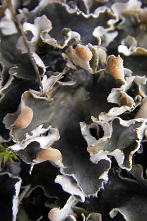 Peltigera didactyla \ Zweifinger-Schild-Flechte / Two Finger Lichen, D Seeheim an der Bergstra&szlig;e 21.10.2009