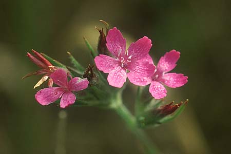 Dianthus armeria \ Bschel-Nelke / Deptford Pink, D Pforzheim 17.7.2004