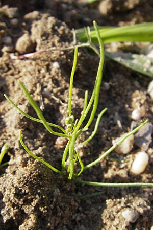 Spergula arvensis \ Acker-Sprgel / Corn Spurrey, D Wörth-Büchelberg 9.7.2009