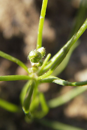 Spergula arvensis \ Acker-Sprgel / Corn Spurrey, D Wörth-Büchelberg 9.7.2009