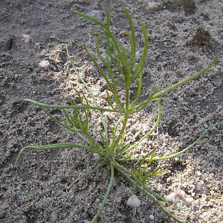 Spergula arvensis \ Acker-Sprgel / Corn Spurrey, D Wörth-Büchelberg 9.7.2009