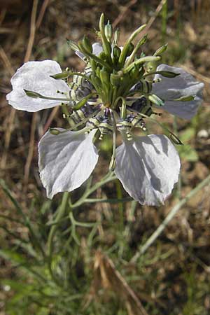 Nigella arvensis \ Acker-Schwarzkmmel / Field Black Cumin, Wild Fennel, D Darmstadt 17.6.2009