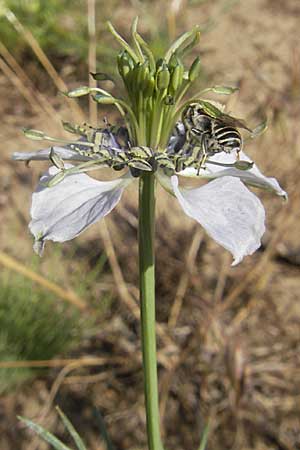 Nigella arvensis \ Acker-Schwarzkmmel / Field Black Cumin, Wild Fennel, D Darmstadt 17.6.2009