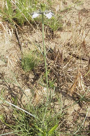 Nigella arvensis \ Acker-Schwarzkmmel / Field Black Cumin, Wild Fennel, D Darmstadt 17.6.2009