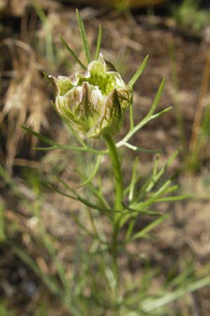 Nigella arvensis \ Acker-Schwarzkmmel / Field Black Cumin, Wild Fennel, D Darmstadt 17.6.2009