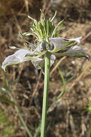 Nigella arvensis \ Acker-Schwarzkmmel / Field Black Cumin, Wild Fennel, D Darmstadt 17.6.2009