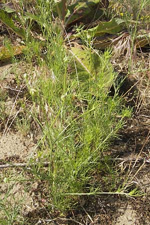 Nigella arvensis \ Acker-Schwarzkmmel / Field Black Cumin, Wild Fennel, D Darmstadt 17.6.2009