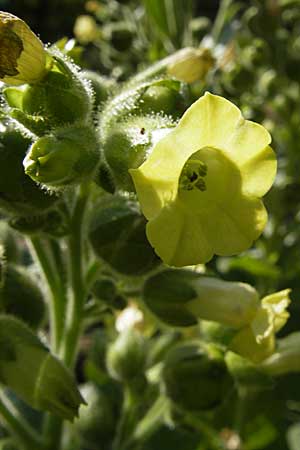 Nicotiana rustica \ Bauern-Tabak / Wild Tobacco, D Botan. Gar.  Universit.  Mainz 11.7.2009