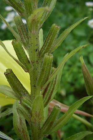 Oenothera glazioviana \ Rotkelchige Nachtkerze / Large-Flowered Evening Primrose, D Freiburg 12.7.2008
