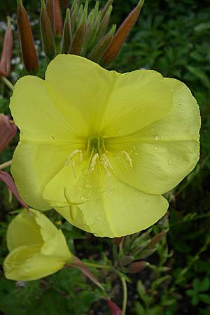 Oenothera glazioviana \ Rotkelchige Nachtkerze / Large-Flowered Evening Primrose, D Freiburg 12.7.2008