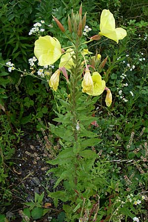 Oenothera glazioviana \ Rotkelchige Nachtkerze / Large-Flowered Evening Primrose, D Freiburg 12.7.2008
