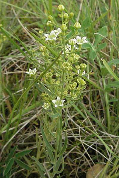 Thesium linophyllon \ Leinblttriger Bergflachs, Mittleres Leinblatt / Bastard Toadflax, D Neuleiningen 16.6.2006