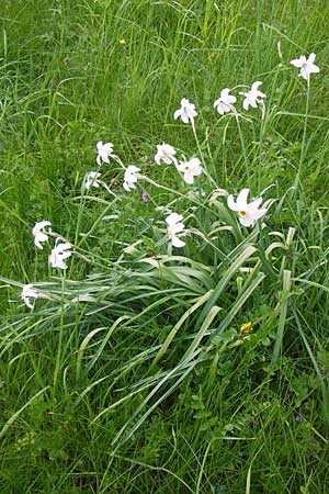 Narcissus poeticus \ Dichter-Narzisse, Weie Narzisse / Poet's Narcissus, D Schwarzwald/Black-Forest, Kaltenbronn 8.6.2013