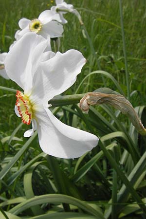 Narcissus poeticus \ Dichter-Narzisse, Weie Narzisse / Poet's Narcissus, D Schwarzwald/Black-Forest, Kaltenbronn 8.6.2013