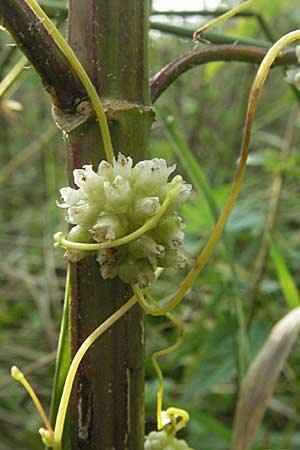 Cuscuta europaea \ Nessel-Seide / Greater Dodder, D Mannheim 27.7.2006