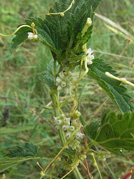 Cuscuta europaea \ Nessel-Seide / Greater Dodder, D Mannheim 27.7.2006