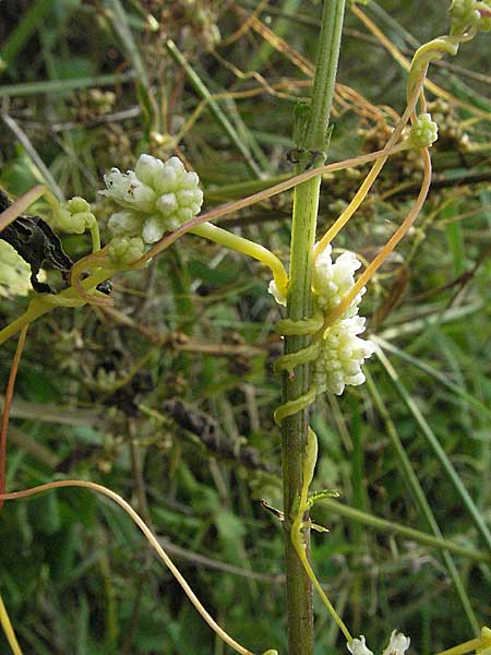 Cuscuta europaea \ Nessel-Seide / Greater Dodder, D Mannheim 27.7.2006