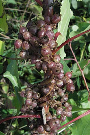 Cuscuta europaea \ Nessel-Seide / Greater Dodder, D Mannheim 23.9.2006