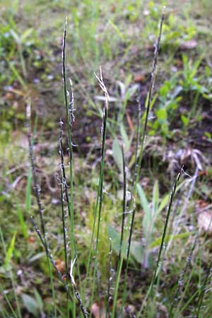 Nardus stricta \ Borst-Gras / Mat Grass, D Zwiesel 9.6.2014