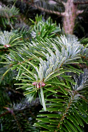 Abies nordmanniana \ Nordmann-Tanne, Kaukasus-Tanne / Nordmann Fir, Caucasian Fir, D Odenwald 22.12.2013