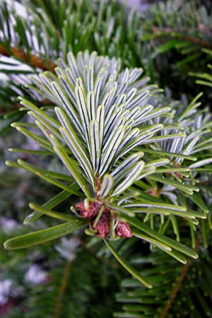 Abies nordmanniana \ Nordmann-Tanne, Kaukasus-Tanne / Nordmann Fir, Caucasian Fir, D Odenwald 22.12.2013