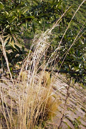 Nassella tenuissima \ Mexikanisches Federgras, Engelhaar / Mexican Feather Grass, D Mannheim 17.2.2014