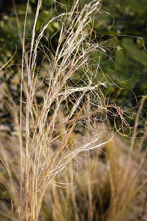 Nassella tenuissima \ Mexikanisches Federgras, Engelhaar / Mexican Feather Grass, D Mannheim 17.2.2014