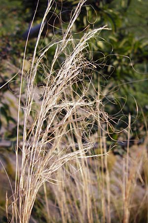 Nassella tenuissima \ Mexikanisches Federgras, Engelhaar / Mexican Feather Grass, D Mannheim 17.2.2014